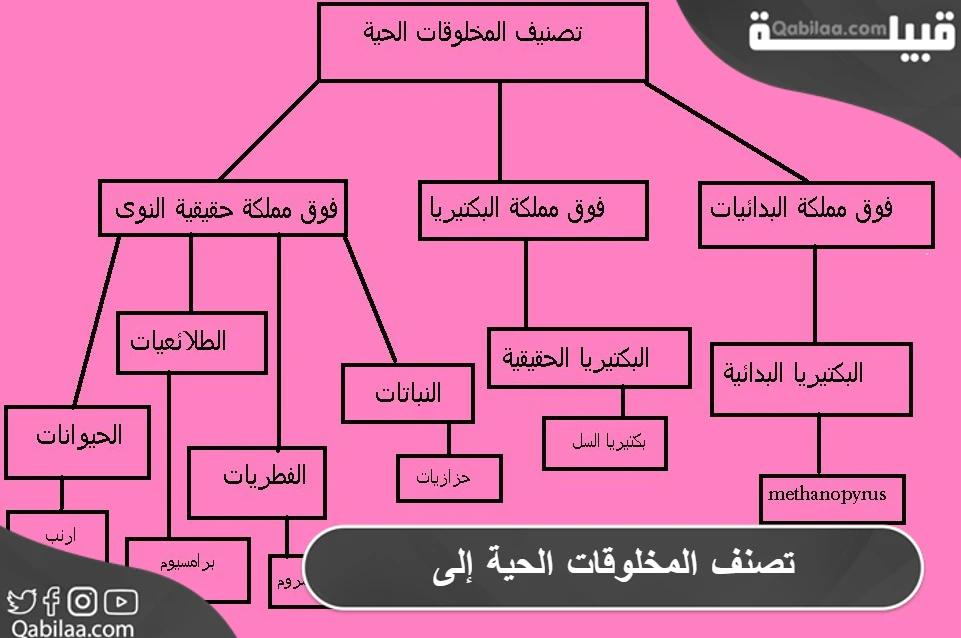 تصنف المخلوقات الحية إلى