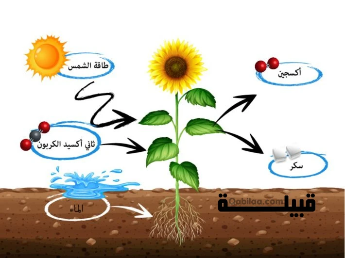 عملية البناء الضوئي