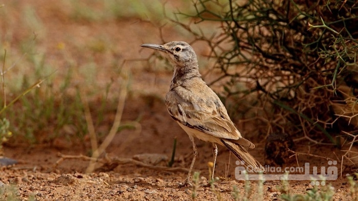 أسماء حيوان بحرف الميم