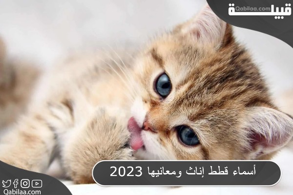 أسماء قطط إناث ومعانيها 2025