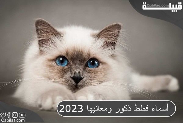 أسماء قطط ذكور ومعانيها 2025