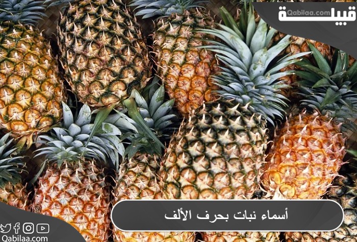 أسماء نبات بحرف الألف