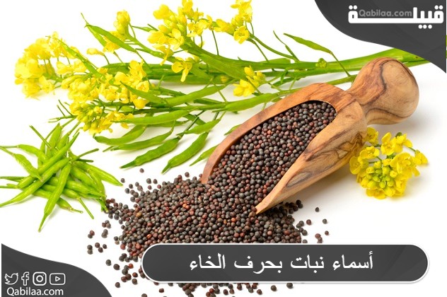 أسماء نبات بحرف الخاء