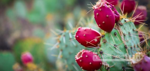 أسماء نبات بحرف الصاد