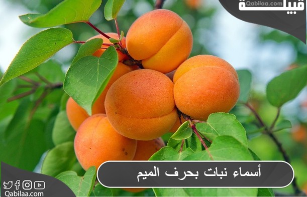 أسماء نبات بحرف الميم