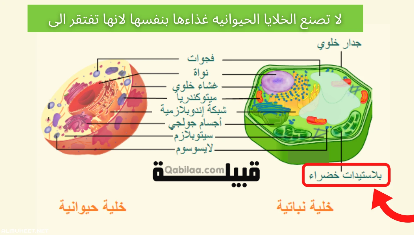 لا تصنع الخلايا الحيوانيه غذاءها بنفسها لانها تفتقر الى