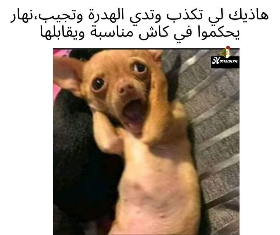 نكت جزائرية مضحكة