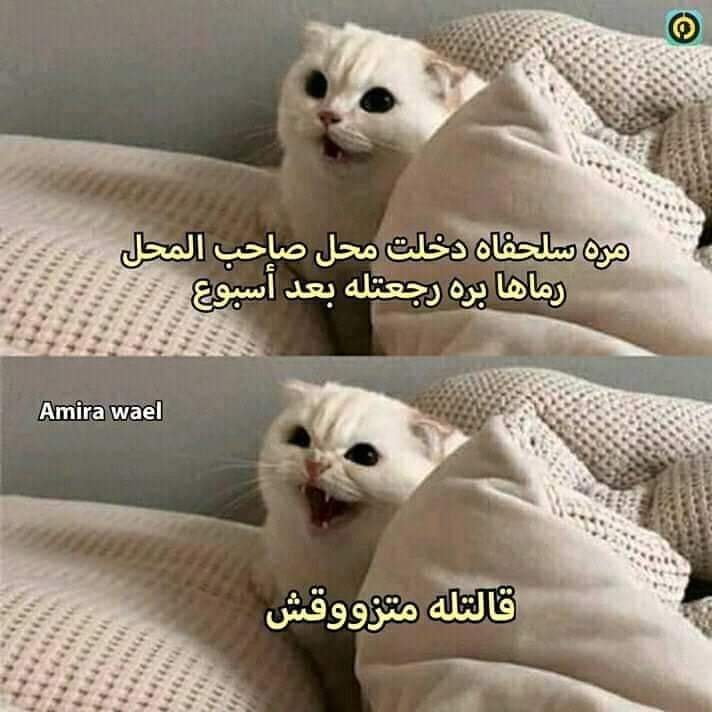 نكت سخيفة بايخة