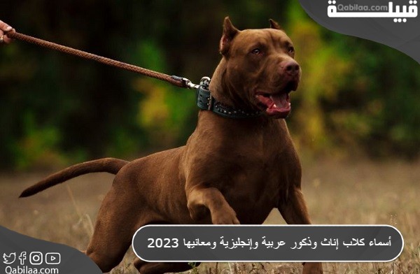 أسماء كلاب إناث وذكور عربية وإنجليزية ومعانيها 2025