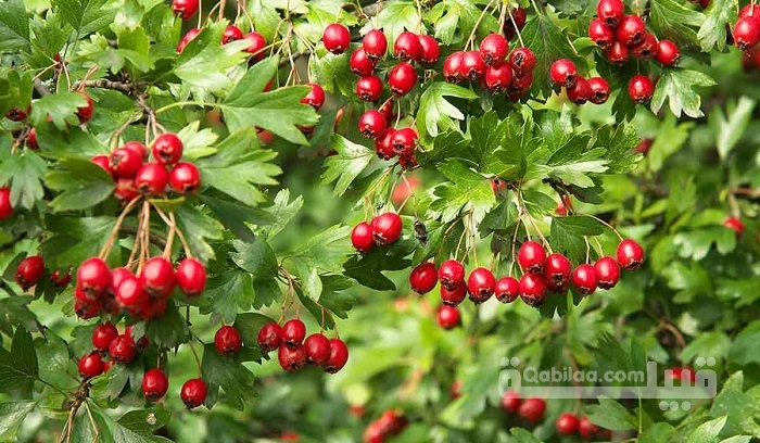 أسماء نبات بحرف الضاد