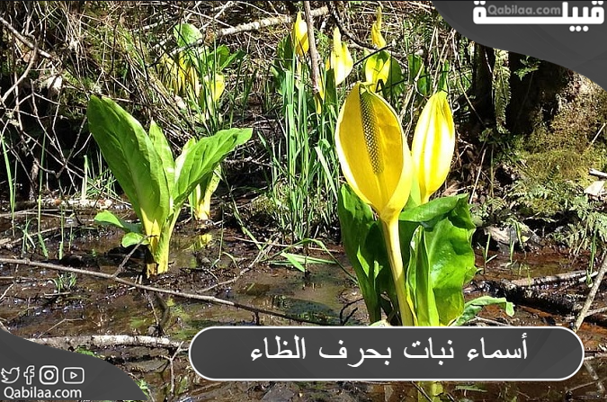 أسماء نبات بحرف الظاء