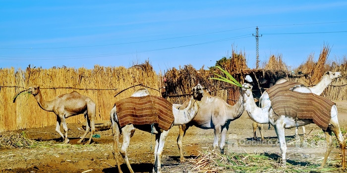 العبابدة في مصر