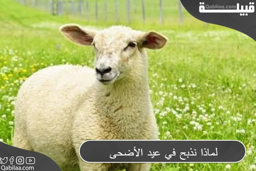 لماذا نذبح في عيد الأضحى