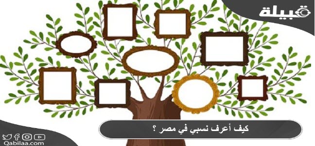 كيف أعرف نسبي في مصر ؟