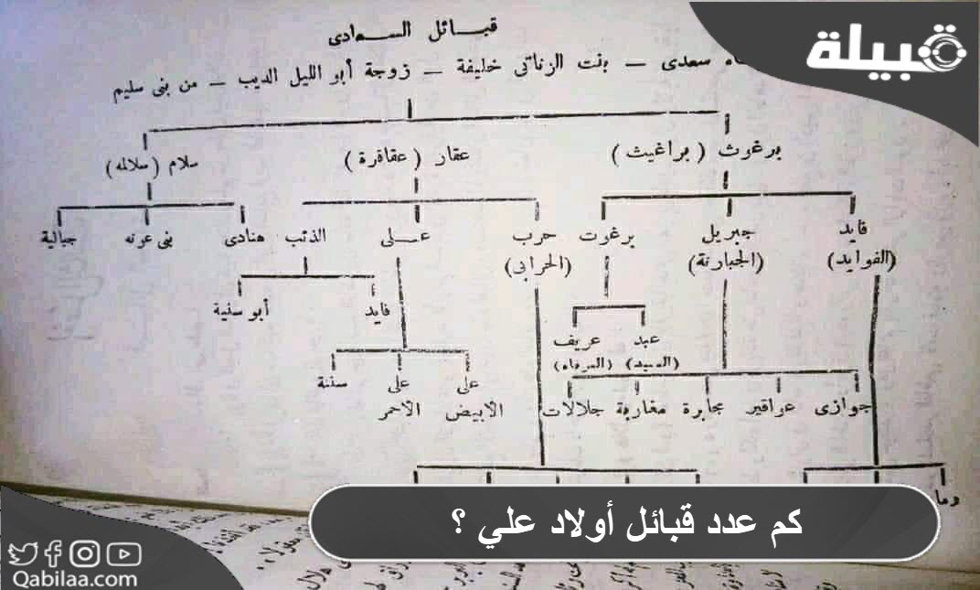 كم عدد قبائل أولاد علي ؟