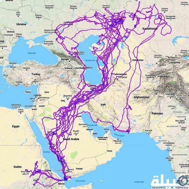 خريطة هجرة الصقور في السعودية