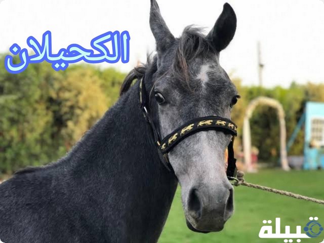 الخيل العربي الأصيل