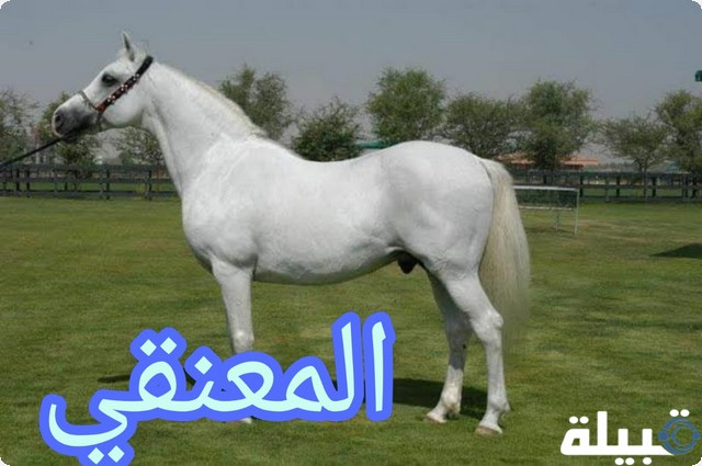 الخيل العربي الأصيل